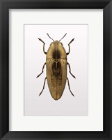 Framed Beetle 4