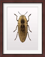 Framed Beetle 4