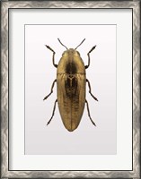 Framed Beetle 4