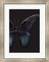 Framed Black Butterfly on Grey