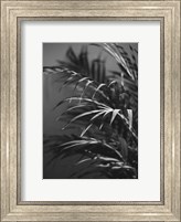 Framed Black Plant