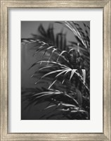 Framed Black Plant