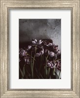 Framed Dark Tulips