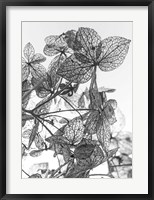 Framed Leaf Composition