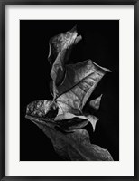 Framed Leaf Composition, Dark