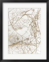 Framed Leaf Skeleton