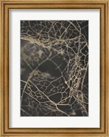 Framed Leaf Skeleton Dark