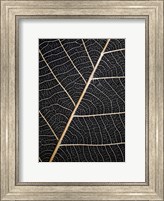 Framed Leaf Veins