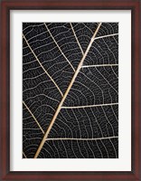 Framed Leaf Veins
