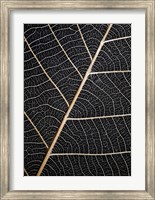 Framed Leaf Veins