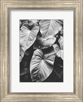 Framed Leaves of Grey