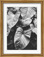 Framed Leaves of Grey