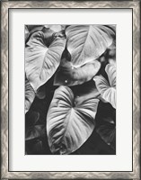 Framed Leaves of Grey