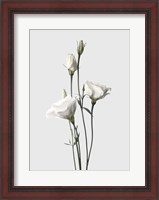 Framed Lisianthus White