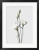 Framed Lisianthus White