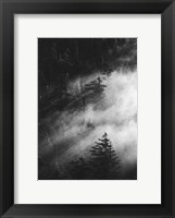 Framed Misty Pine Woods