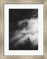 Framed Misty Pine Woods