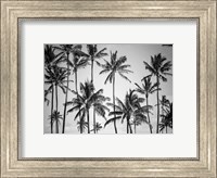 Framed Palm Heaven