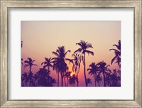 Framed Palm Sky 1