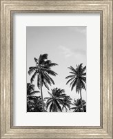 Framed Palms in Grey