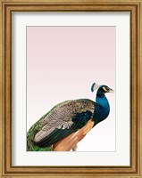 Framed Peacock on Pink