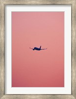 Framed Pink Flight
