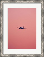 Framed Pink Flight