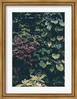 Framed Plant Wall