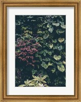 Framed Plant Wall
