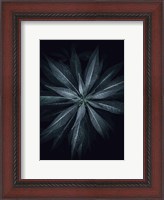 Framed Star Flower