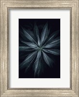 Framed Star Flower