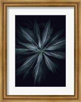 Framed Star Flower