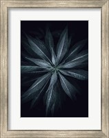 Framed Star Flower