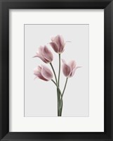 Framed Tulips Pink