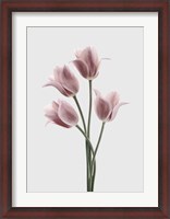 Framed Tulips Pink