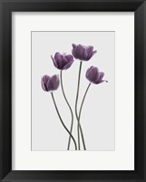 Framed Tulips Purple