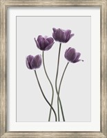 Framed Tulips Purple