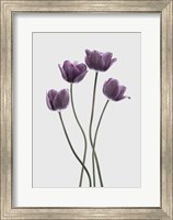Framed Tulips Purple