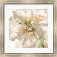 Framed Neutral Watercolor Poppy Close Up II