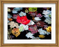 Framed Autumn Leaves