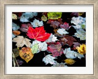 Framed Autumn Leaves