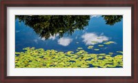 Framed Water Lilies and Reflection
