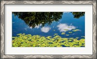 Framed Water Lilies and Reflection
