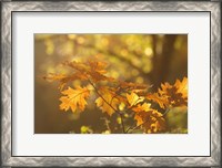 Framed Autumn Light