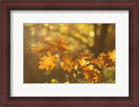 Framed Autumn Light