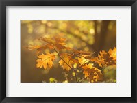 Framed Autumn Light