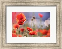 Framed Poppy Delight