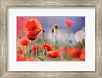 Framed Poppy Delight