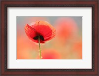 Framed Poppy Dream