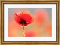 Framed Poppy Dream